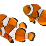 clownfish