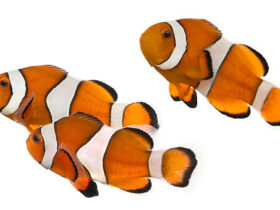 clownfish