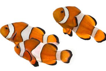 clownfish