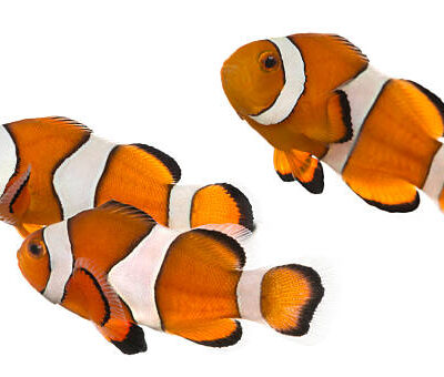 clownfish